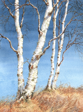 Silver Birch