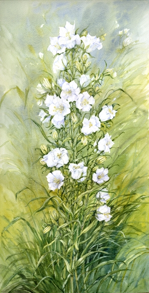 Campanula