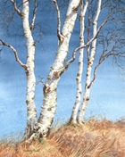 Silver Birch