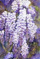 Wysteria