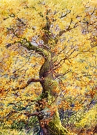 Oak Tree